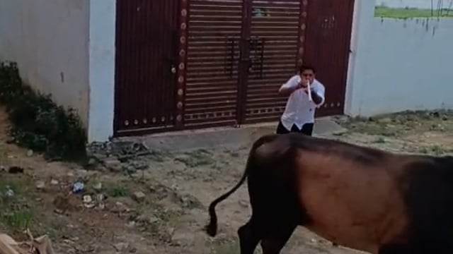 अयोध्या 
👉ऐसा खतरनाक मंजर कभी-कभी देखने को ही मिलता है।
🙏श्री विवेक सूर्यवंशी जी(बाराबंकी) द्वारा यह सूचना दी गई की एक नंदी महाराज को पिछले तीन वर्षों से उनकी दोनों सींग उनके जबड़े में दो इंच के करीब घुस गई है। जिसे नंदी महाराज को लगातार अत्यंत पीड़ा का सामना करना पड़ रहा है। सूचना मिलते ही श्रीराम कृष्ण गौसेवा संस्थान ईंटगांव मिल्कीपुर की टीम अपने दल बल के साथ बाराबंकी की भूमि पर पहुंची। नंदी महाराज का रेस्क्यू कर सींग काटकर उन्हें पीड़ा मुक्त किया गया।