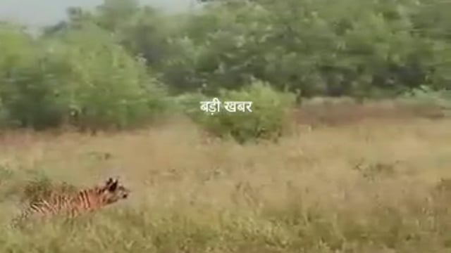 ➡️.....पन्ना टाइगर रिजर्व में टाइगर फैमिली ने किया.      हिरण का शिकार, पर्यटकों ने कैमरे में किया कैद।*