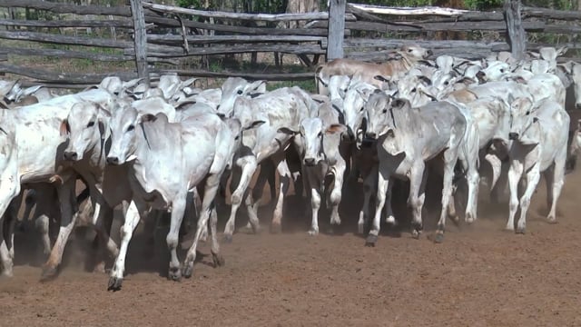 Lote 06P