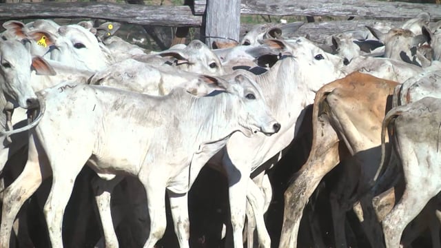 Lote 08P