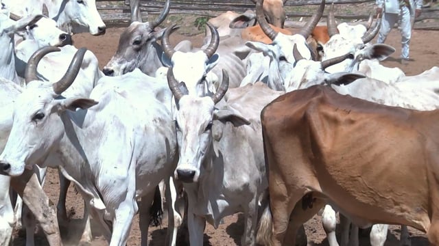 Lote 14P