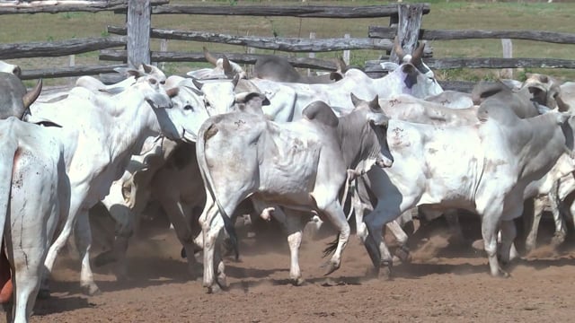 Lote 16P