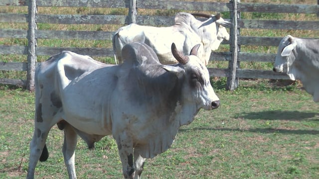 Lote 17P