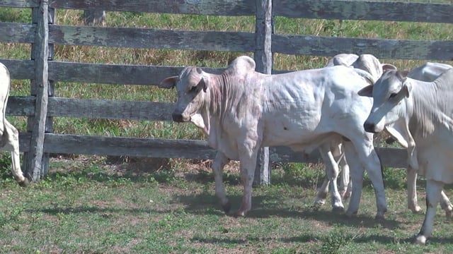 Lote 18P