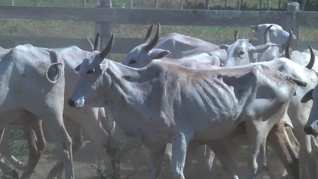 Lote 20P