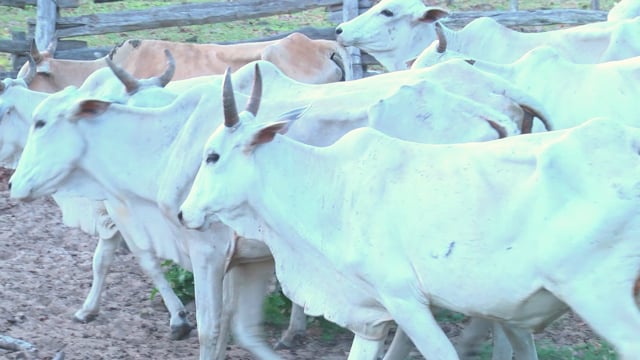 Lote 21P