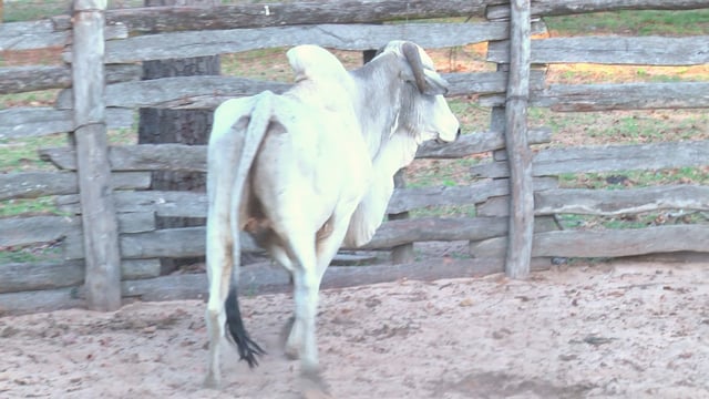 Lote 22P