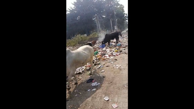 मथुरा में टाउनशिप क्षेत्र के अंतर्गत गाय माता नगर निगम के कूड़े से भर रही है अपना पेट 