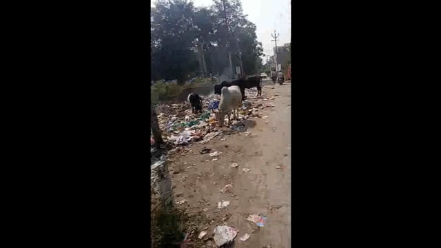 मथुरा में हो रही है गायों की दुर्गति गायब अपना पेट भरने के लिए नगर निगम के कूड़ा खा कर भर रही हैं अपना पेट 