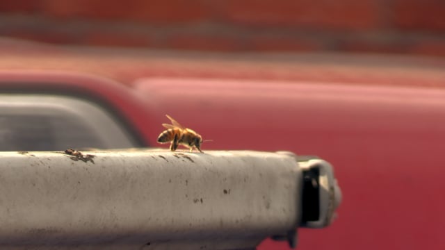 Vimeo thumbnail image