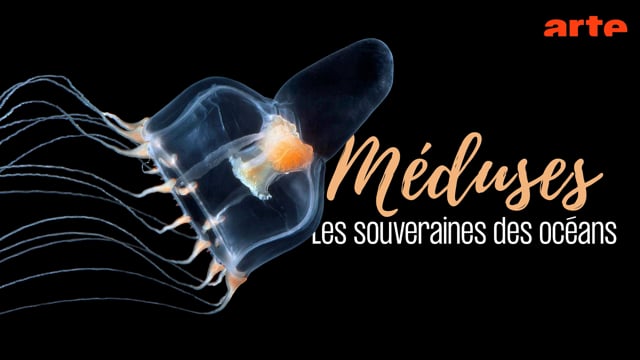 Méduses - Les souveraines des océans - Documentary