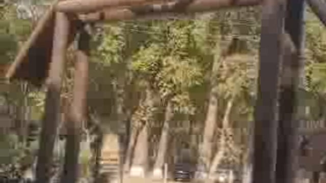 पलिया क्षेत्र में बाघ ने एक और सांड़ को बनाया निवाला, वन विभाग बेखबर, ग्रामीणों में आक्रोश