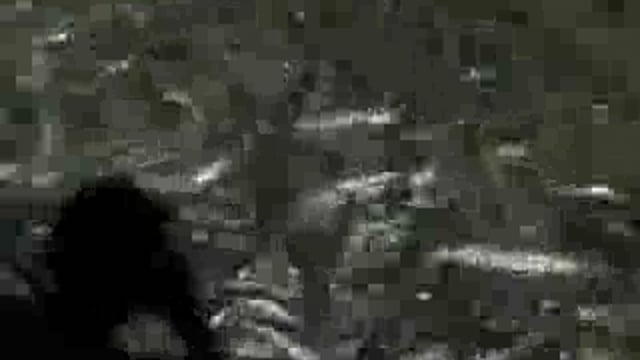 .➡️....वाकई जल से अलग होकर मछली का जीवन समाप्त है
कानपुर में हाईवे पर चौबेपुर के पास मछलियों से भरी एक गाड़ी पलट गई
सड़क पर मछलियाँ बुरी तरह तड़पने लगी
कुछ मर गई, कुछ को लोग उठाकर ले गए, ✍️