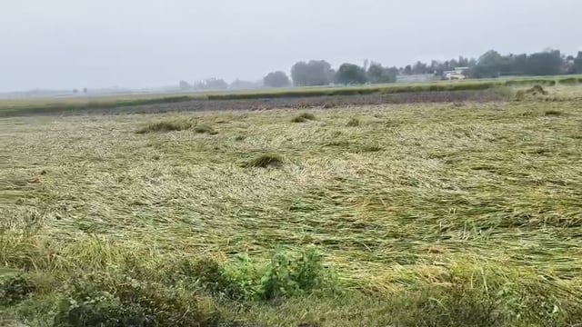 अंबेडकर नगर...
किसानों के चेहरों पर छाई मायूसी अचानक से मौसम के बदलते ही किसानों की खड़ी फसल हुई बर्बाद
अगले दो दिनों तक हो सकती है बारिश