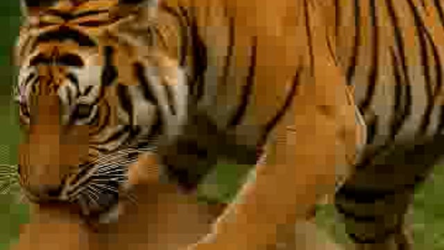 फरसैया गांव में फिर बाघ का आतंक, एक और गाय को बनाया निवाला