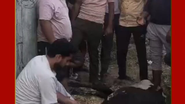 मेरठ शक्ति गौ सेवा टीम रामराज ने बीमार गोवंश का किया उपचार।