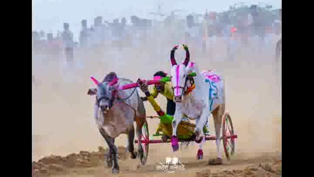 “बैलगाडा क्षेत्राचा अभिमान ‘वकील’ कायमचा पडद्याआड”