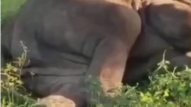 ହିନ୍ଦୋଳ ରେଞ୍ଜ ରେ ମଦ ପୋଚ ଖାଇ ସୋଇଛି ଦନ୍ତା 