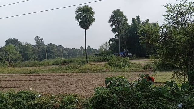 बिजली का झूलता तार बना खतरा, ग्रामीणों में दहशत