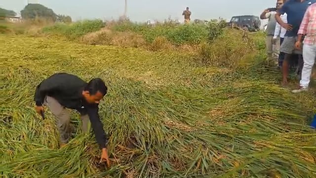 किसानों की पीड़ा सुनकर,राज्यसभा सांसद सरकारी अमला के साथ बर्बाद हुई फसलों का पहुंची निरीक्षण करने