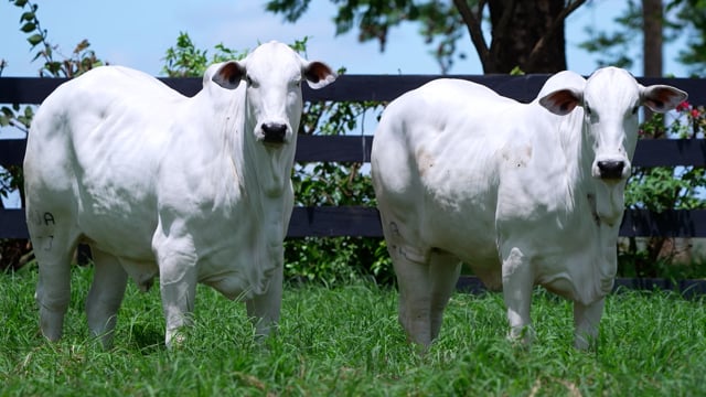 Lote<br>Fazenda Nova