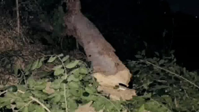 मथुरा के गांव भूतिया में दबंगों ने सरकारी भूमि से बैखौफ होकर काटे दर्जनों हरे भरे पेड़ , वन विभाग कार्रवाई में जुटा।