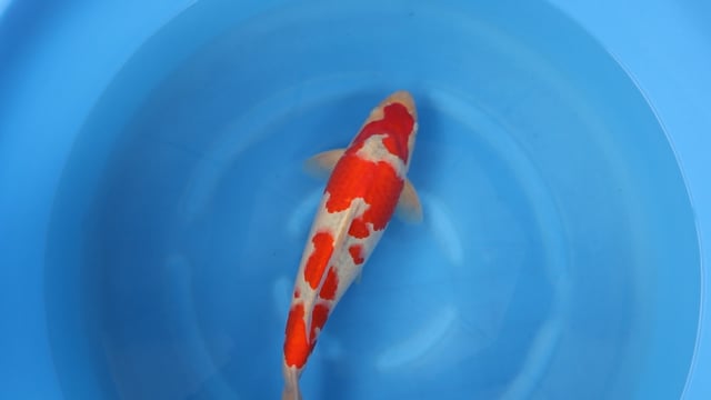 Goshiki - Kanno (40-45cm)