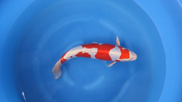 Kikusui - Kanno (40cm)