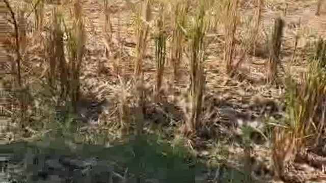 चंदनचौकी के ग्राम बुद्धापुरवा में विधवा की जमीन पर अवैध कब्जा