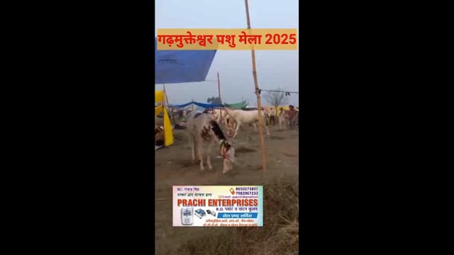 गढ़मुक्तेश्वर पशु मेला 2025