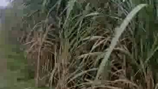 पुराने बकाया गन्ना भुगतान को लेकर किसान आक्रोशित, किसानों ने कहा कि भुगतान करने के मामले में फिसड्डी है पलिया का बजाज ची