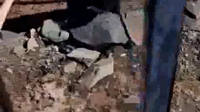 ➡️....हिमाचल – चंबा जिले के भरमौर का वीडियो सामने आया है, एक भालू के बच्चे के गले में टीन का कनस्तर फंसा है जिसको बार बार कोशिश के बाद भी वो  निकालने में सफल नहीं हो पा रहा है, स्थानीय लोग मदद की कोशिश कर रहे हैं लेकिन उनको भी कामयाबी नहीं मिली, स्थानीय प्रशासन से तत्काल मदद की अपील की गई है

यह खुले में कचरा और कबाड़ फेंकने का नतीजा है