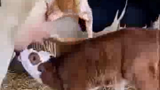 ▶....S.I.R. FORM हिंदुस्तान के हर नागरिक को भरना क्यों जरूरी है, आप इस 15 सकेंड के वीडियो को देखकर समझ जायेगे....