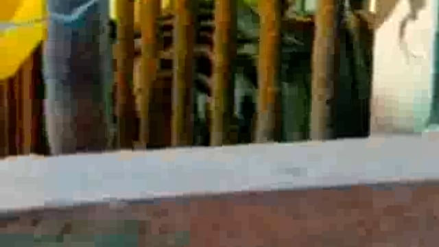 पलिया के ग्राम बसन्तापुर कलां में पकड़ा गया टाइगर, ग्रामीणों ने ली राहत की सांस