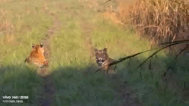 लखीमपुर- दुधवा से आज की टाइगर साइटिंग के दो और वीडियो