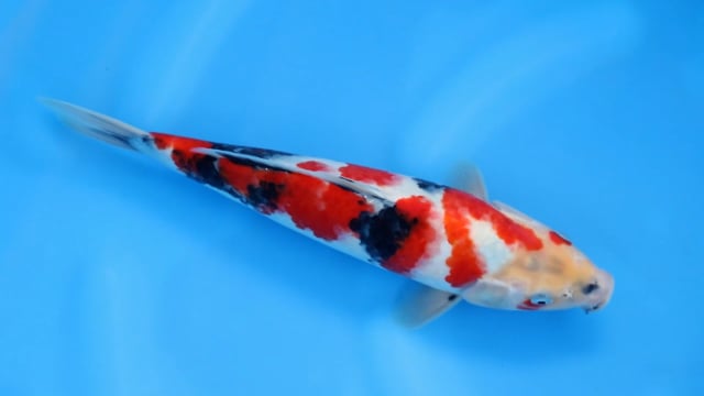 Showa - Kase (32cm)