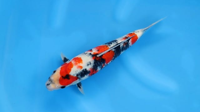 Showa - Sekiguchi (30cm)