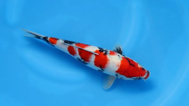 Showa - Kase (31cm)