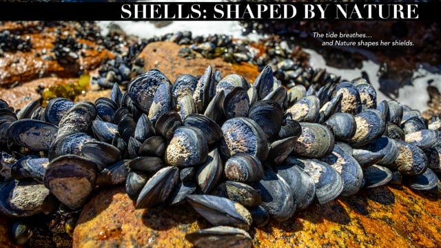 Shells: Shaped By Nature_Promo
