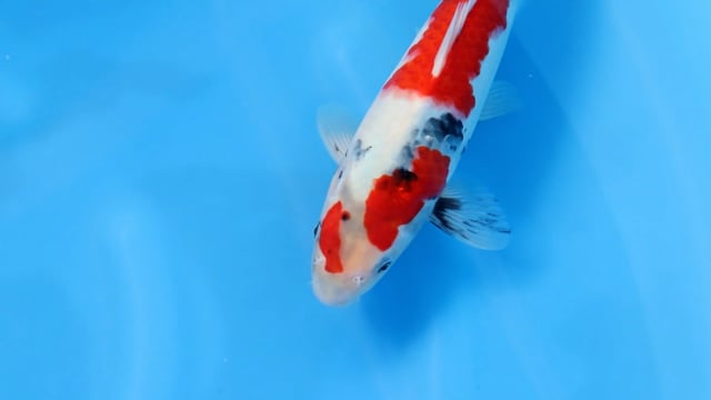Showa - Sekiguchi (33cm)
