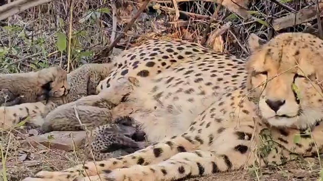 ➡️.....ऐतिहासिक उपलब्धि 
भारत में जन्मी 33 महीने की पहली मादा चीता मुखी ने कूनो राष्ट्रीय उद्यान (मध्यप्रदेश) में 5 शावकों को जन्म दिया है
हाल के इतिहास में यह पहली बार है, जब किसी भारत में जन्मी चीता ने प्रजनन किया है, जो प्रोजेक्ट चीता के लिए ऐतिहासिक उपलब्धि है
भारत में चीता पुनर्वास परियोजना के लिए यह अभूतपूर्व सफलता है। पहली भारतीय-जन्मी मादा चीता मुखी का सफल प्रजनन इस प्रजाति की अनुकूलन क्षमता और उज्ज्वल भविष्य का प्रमाण है।
यह उपलब्धि आत्मनिर्भर और जैव-विविध चीता आबादी स्थापित करने की दिशा में महत्वपूर्ण कदम है।