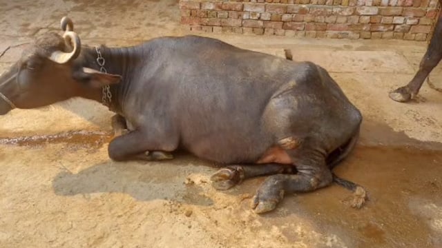 MANT- परसोंतीगढ़ी में पशुओं में फैला, खुरपका, मुंह पका और लंम्पी रोग, ग्रामीण किसानों की, पशुओं में टीकाकरण की मांग,,