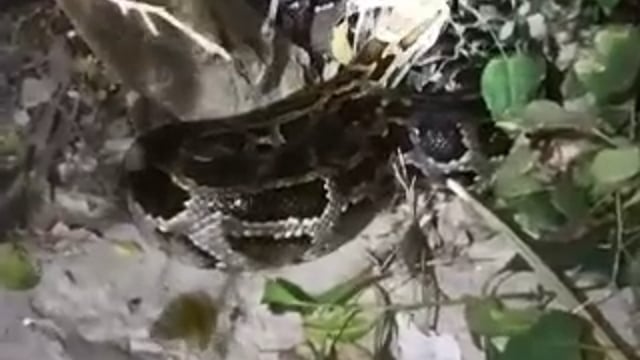 Bahraich.. जनपद बहराइच तहसील महसी थाना क्षेत्र हरदी से बड़ी खबर वन विभाग के मुस्तैदी से दो सांपों को किया गया रेस्क्यू 