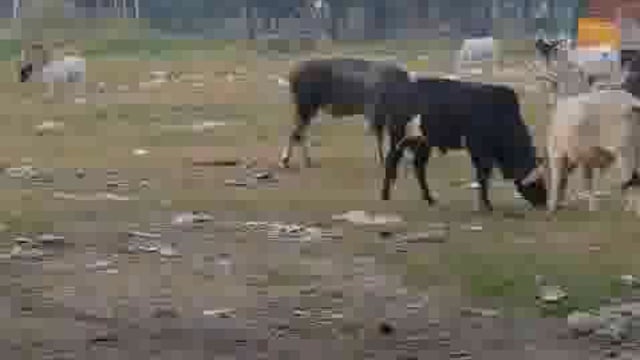 पलियाकलां का नवीन‌ मण्डी परिसर बना आवारा पशुओं का चारागाह