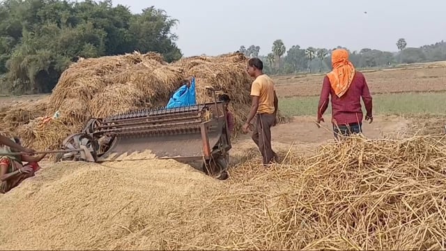 धान की कटाई पिटाई जोरो पर, रवि फसल की बुवाई शुरू, बारिश से किसानों को हुआ नुकसान