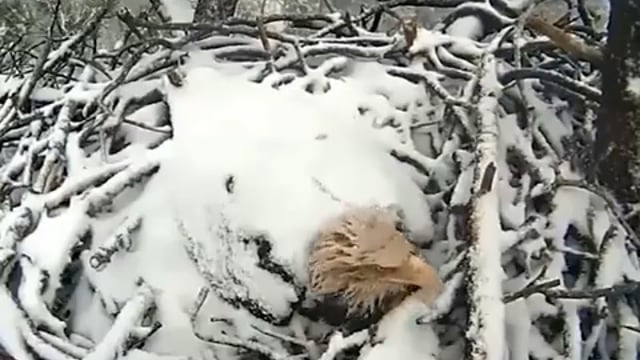 ➡️.......यदि बच्चे बड़े होकर पूछते हैं कि आपने हमारे लिए क्या किया तब घनघोर बर्फबारी की ऐसी एक वीडियो बताने के लिए काफी है!*