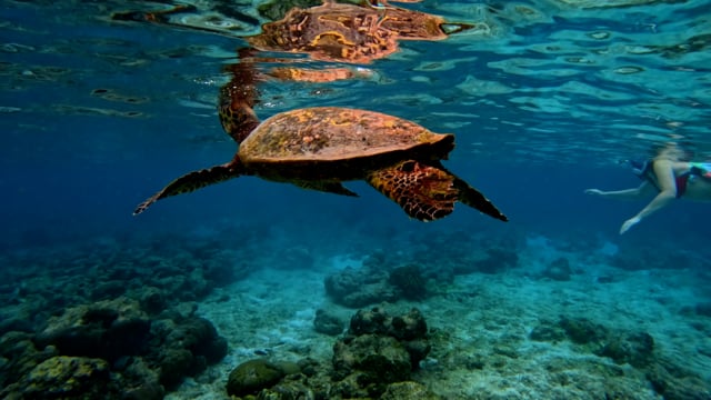 Edge of Survival - dokument ze zaslaných materiálů