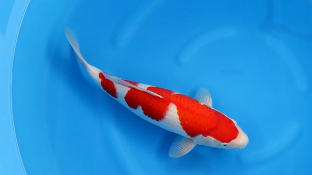 Kohaku - Oishi (48cm)