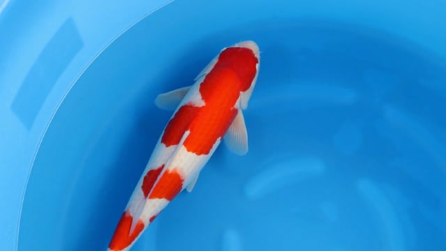 Kohaku - Hoshikin (52cm)
