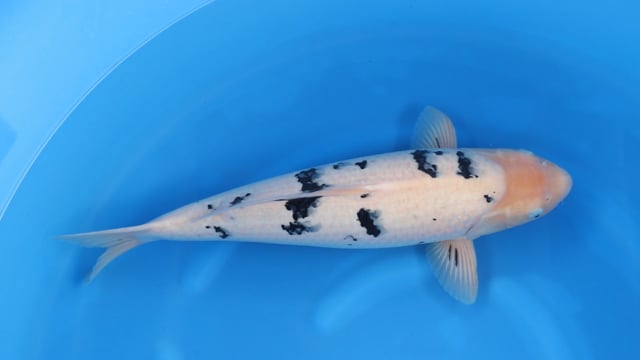 Bekko